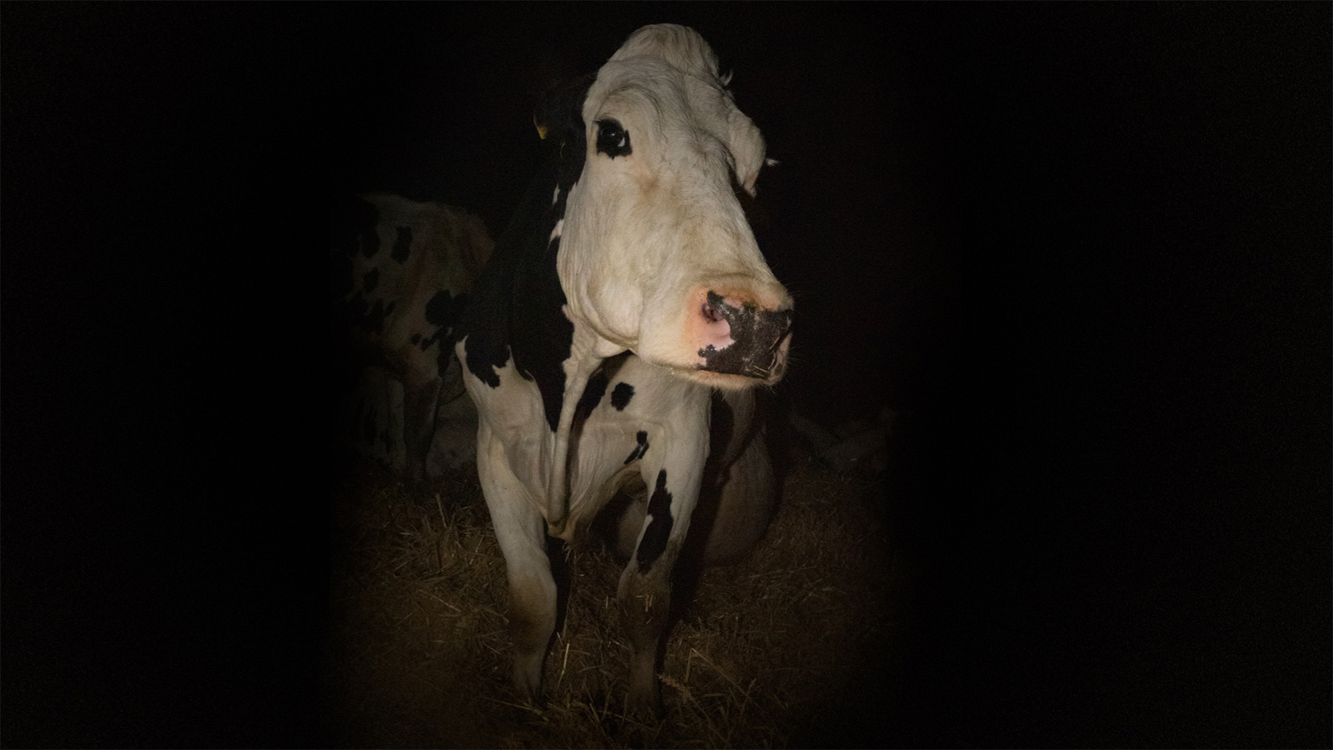 Hangi İnsan Hakları? Film Festivali3